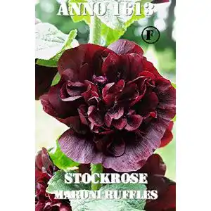 Stockrosen-Samen Thysanotusversand Stockrose Maroni Ruffles