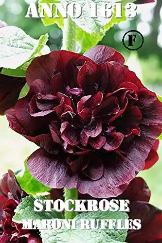 Stockrosen-Samen Thysanotusversand Stockrose Maroni Ruffles