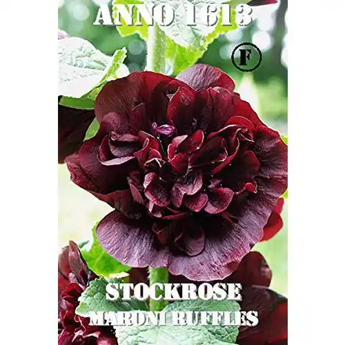 Stockrosen-Samen Thysanotusversand Stockrose Maroni Ruffles