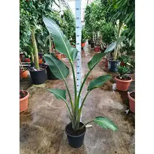 Strelitzie-Pflanze Blumen Senf Strelitzia nicolai 180-200 cm