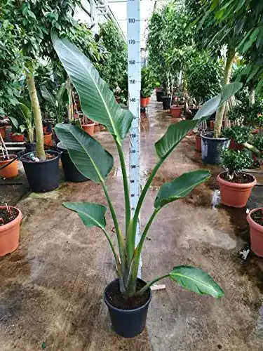 Strelitzie-Pflanze Blumen Senf Strelitzia nicolai 180-200 cm