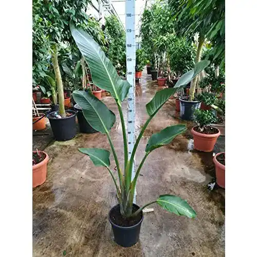 Strelitzie-Pflanze Blumen Senf Strelitzia nicolai 180-200 cm