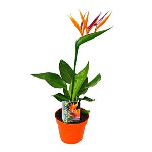 Strelitzie-Pflanze exotenherz, Strelitzie Paradiesvogelblume