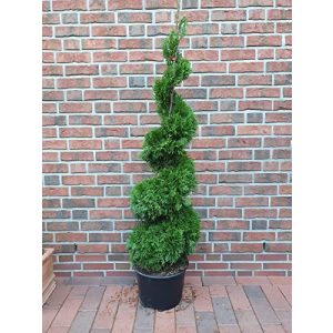 Thuja Pflanzen Böring Spirale, Höhe: 150-160 cm, Smaragd-Edel