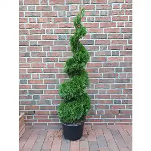 Thuja