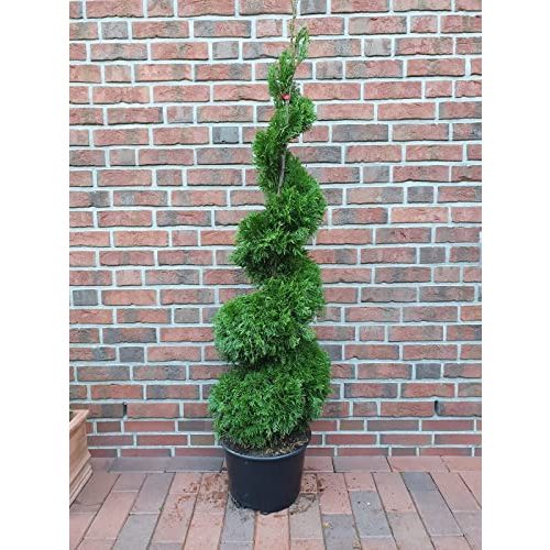 Die beste thuja pflanzen boering spirale hoehe 150 160 cm smaragd edel Bestsleller kaufen