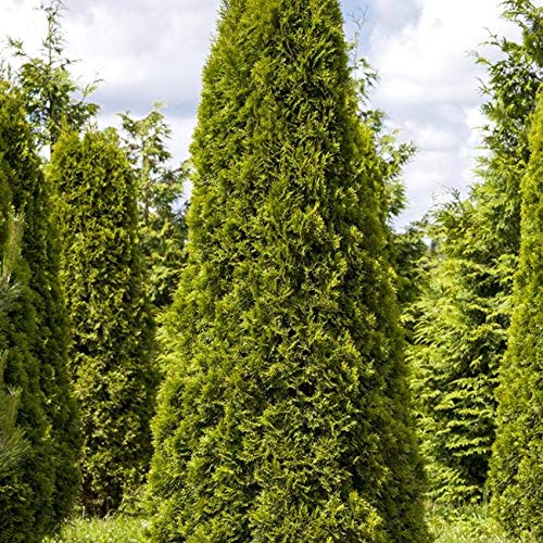 Thuja PlantaPro occidentalis Smaragd 120cm im Topf gewachsen