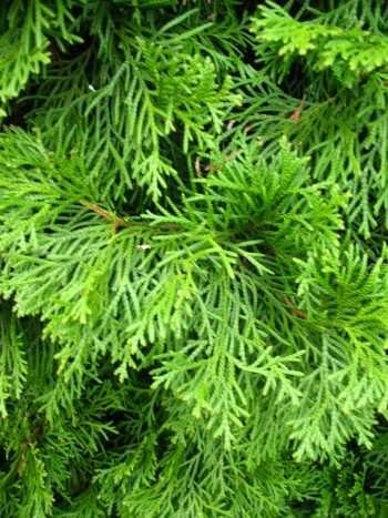 Thuja Plantenwelt Smaragd Lebensbaum occidentalis Smaragd
