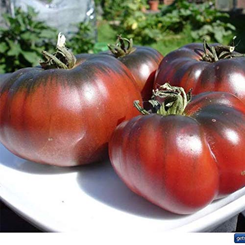 Tomatensamen prademir Tomaten Saat Set 16 x 10 Saatgut