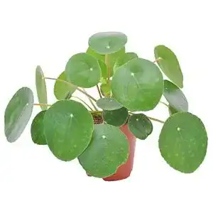 Ufopflanze BAKKER Pilea peperomioides, Lieferhöhe 25-30cm