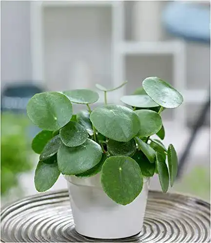 Ufopflanze BALDUR-Garten GmbH, 1 Chinesischer Geldbaum