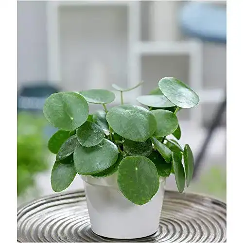 Ufopflanze BALDUR-Garten GmbH, 1 Chinesischer Geldbaum
