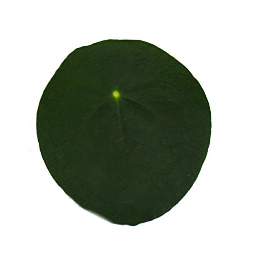 Ufopflanze exotenherz, Bauchnabelpflanze im 11cm Topf