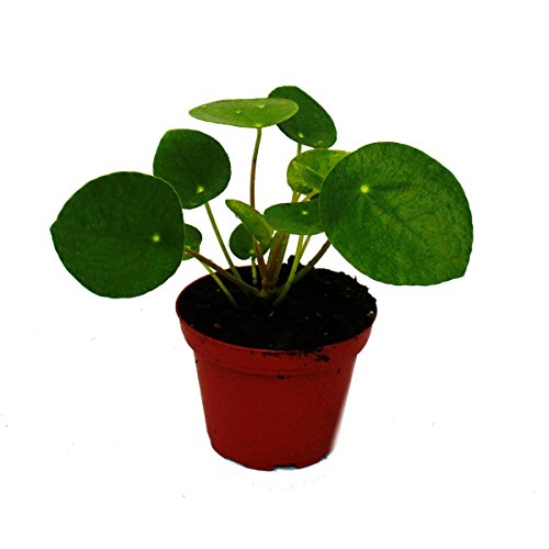 Die beste ufopflanze exotenherz mini pilea peperomioides 55cm topf Bestsleller kaufen