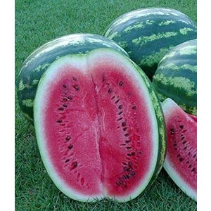 Wassermelonen-Samen Samen Schenker, Crimson Sweet, 10 Samen