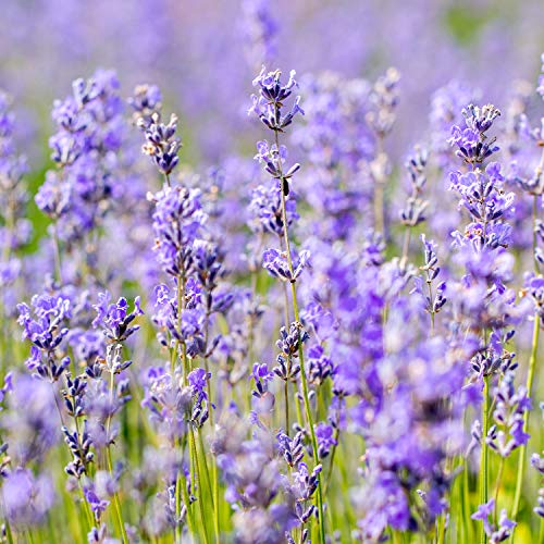 Weleda-Massageöl WELEDA Bio Lavendel Entspannend 100 ml