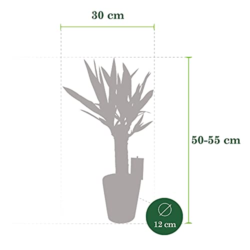 Yucca-Palme BAKKER 2x Asparagaceae Yucca, winterhart