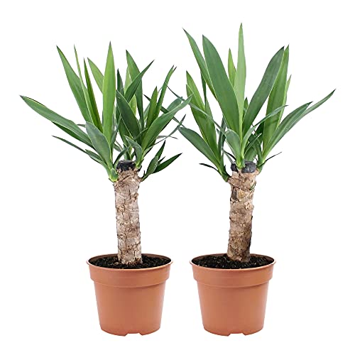 Die beste yucca palme bakker 2x asparagaceae yucca winterhart Bestsleller kaufen