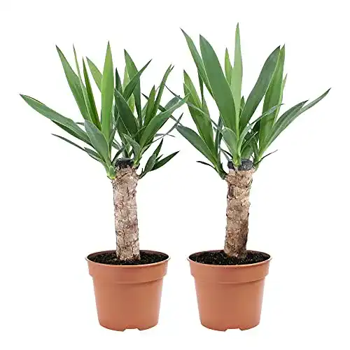 Yucca-Palme BAKKER 2x Asparagaceae Yucca, winterhart