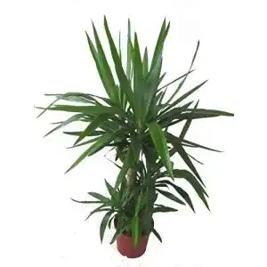 Yucca-Palme