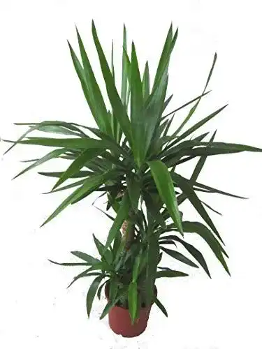 Yucca-Palme Harro’s Pflanzenwelt, Yucca elephantipes, 21 cm Topf