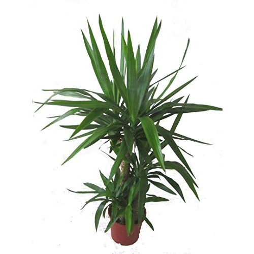 Die beste yucca palme harros pflanzenwelt yucca elephantipes 21 cm topf Bestsleller kaufen