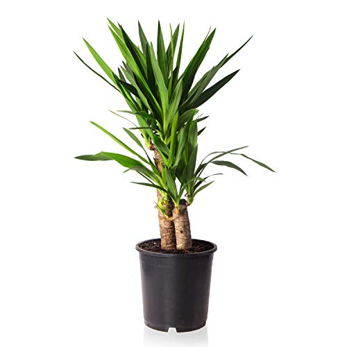 Die beste yucca palme sense of home palmlilie inkl topf ca 65 75 cm Bestsleller kaufen