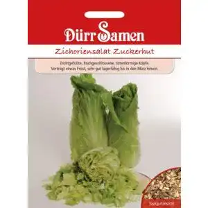 Zuckerhut-Samen Dürr-Samen Dürr Samen 0501 Zichoriensalat