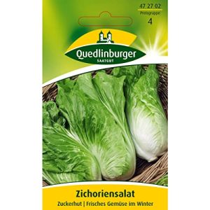 Zuckerhut-Samen Quedlinburger Saatgut Zichoriensalat