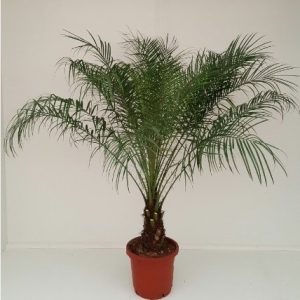 Palma da datteri nana PalmenLager.de Phoenix Roebelenii, 90-100 cm
