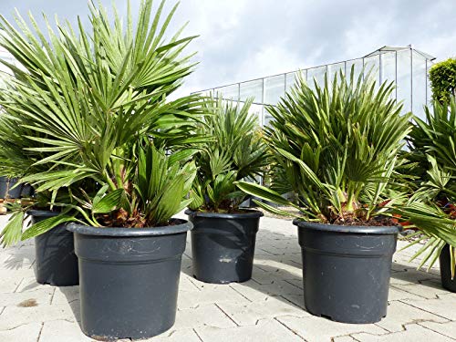 Die beste zwergpalme gruenwaren jakubik palme vulcano 60 cm Bestsleller kaufen