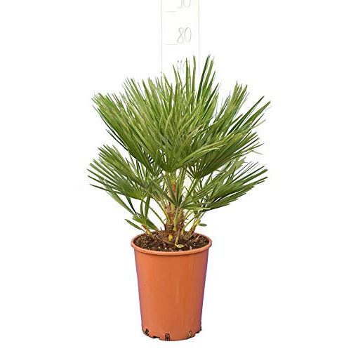 Die beste zwergpalme pflanzenfuchs palme chamaerops humilis 70 80cm Bestsleller kaufen