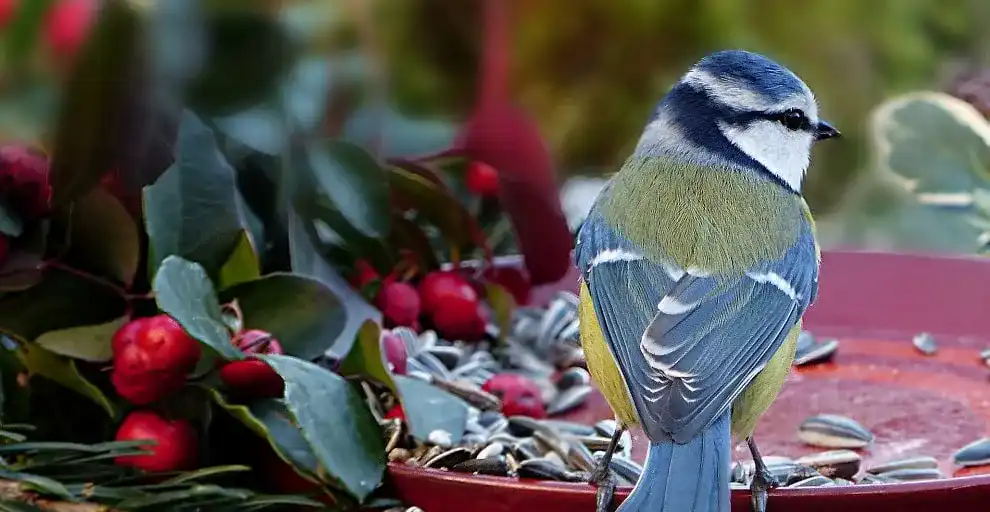 Vogelfutter