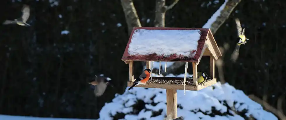 Vogelfutter