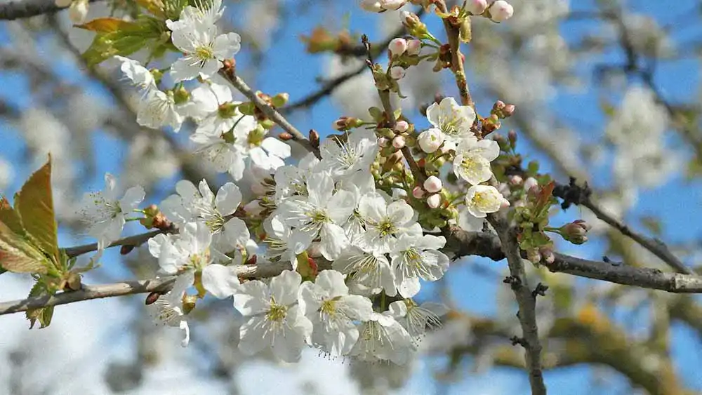 blossoms-736469_1920 Akku-Hochentaster