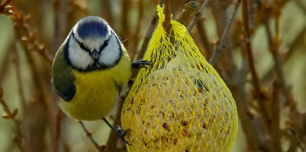 Vogelfutter
