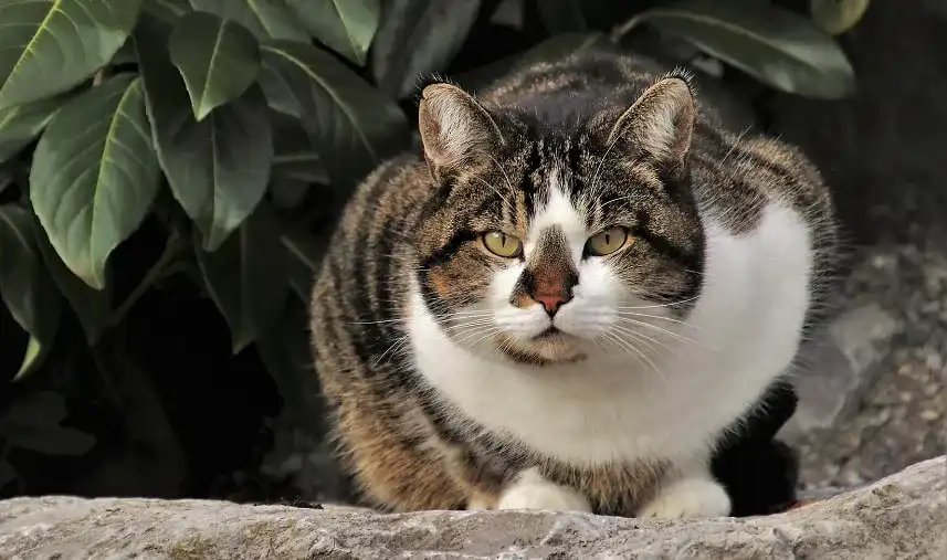 Katzenschreck