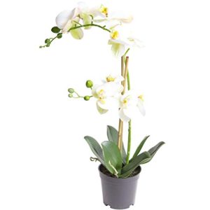 Künstliche Orchidee Nova-Nature Bora schwarzer Kunststofftopf