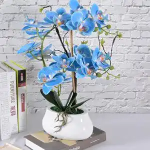 Blume im Topf