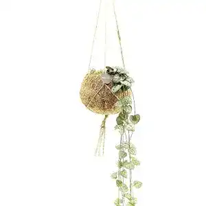 Leuchterblume BAKKER Ceropegia woodii inkl. Kokostopf
