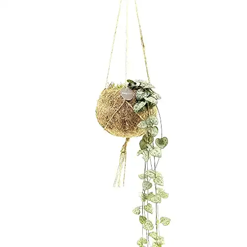 Leuchterblume BAKKER Ceropegia woodii inkl. Kokostopf