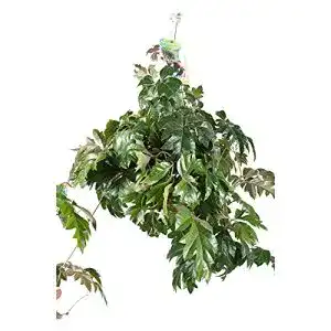 Leuchterblume BAKKER Cissus rhombifolia”Ellen Danica”