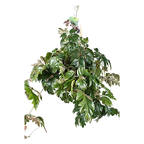 Die beste leuchterblume bakker cissus rhombifoliaellen danica Bestsleller kaufen