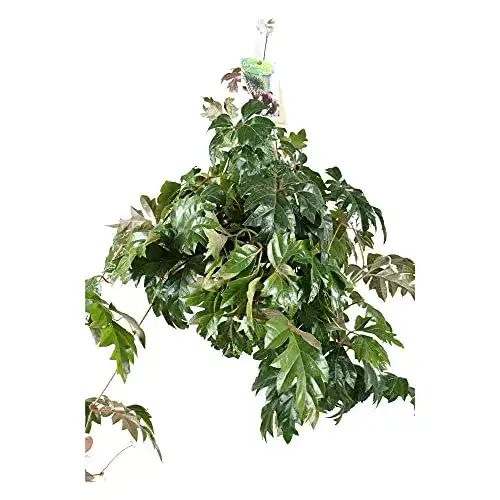 Die beste Leuchterblume BAKKER Cissus rhombifolia"Ellen Danica" 2026 Test Bestseller Leuchterblume BAKKER Cissus rhombifolia”Ellen Danica”