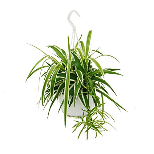Die beste leuchterblume exotenherz chlorophytum gruenlilie 15cm topf Bestsleller kaufen