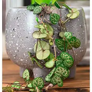 Leuchterblume Isenzo, Lebende Topfpflanze Ceropegia Woodii