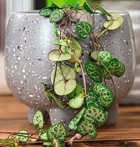 Leuchterblume Isenzo, Lebende Topfpflanze Ceropegia Woodii