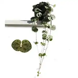Leuchterblume