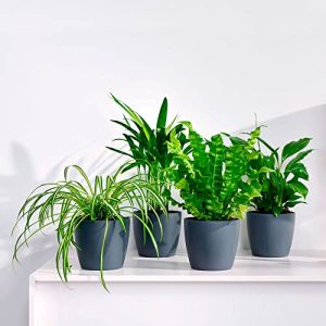 Luftreinigende Pflanzen BAKKER 4er Set Luftreinigend