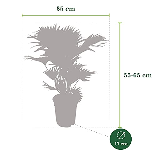 Luftreinigende Pflanzen BAKKER Fächerpalme Topf-Ø 17 cm